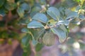 Leaves of the tree species Maytenus canariensis