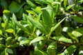 Leaves of the tree species Picconia excelsa