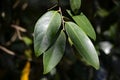 Leaves of the tree species Vatica pauciflora