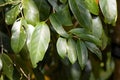 Leaves of the tree species Vatica pauciflora