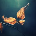 Leaves on a tree with sun rays. Forest with sunset in winter time while snowing