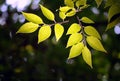 Leaves of a tree in a sunlight