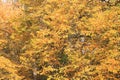 Leaves of a tree turned yellow in autumn