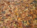 Leaves of trees in fall