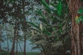 Leaves and trees on jungle caribbean beach with nice surf close to Playa Cocles and Puerto Viejo in Costa rica. View through Royalty Free Stock Photo