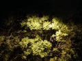 Leaves trees mystery shadow light nigth beauty in dark no filter Royalty Free Stock Photo