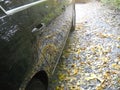 Leaves and trees reflected on car doors