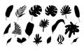 Leaves tropical. Black silhouette jungle exotic leaf palm, monstera and banana. Botanical decor, summer nature design object,