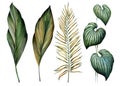 Set of tropical plants. Palm leaves. Watercolor drawing. Isolated objects.