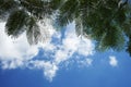 Leaves of a tropical plant against a blue sky with white clouds. Sunny day. Background. Royalty Free Stock Photo
