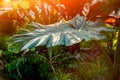 Leaves of a tropical plant Alocasia macrorrhiza in the rays at sunset.