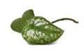 Leaves of `Scindapsus Pictus Argyraeus`, also called `Satin Pothos` with velvet texture and silver spot pattern isolated on white