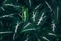 Leaves of a tropical plant, closeup, toned. Dark green nature background