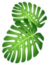 Leaves of tropical plant - Monstera.