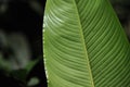 Leaves of tropical plants growing in the jungle. Details of the innervation of the leaf blade. Nerves and connections of green Royalty Free Stock Photo