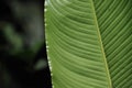 Leaves of tropical plants growing in the jungle. Details of the innervation of the leaf blade. Nerves and connections of green Royalty Free Stock Photo