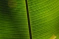 Leaves of tropical plants growing in the jungle. Details of the innervation of the leaf blade. Nerves and connections of green Royalty Free Stock Photo