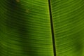 Leaves of tropical plants growing in the jungle. Details of the innervation of the leaf blade. Nerves and connections of green Royalty Free Stock Photo