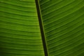 Leaves of tropical plants growing in the jungle. Details of the innervation of the leaf blade. Nerves and connections of green