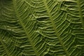 Leaves of tropical plants growing in the jungle. Details of the innervation of the leaf blade. Nerves and connections of green Royalty Free Stock Photo