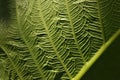 Leaves of tropical plants growing in the jungle. Details of the innervation of the leaf blade. Nerves and connections of green Royalty Free Stock Photo