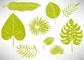 Tropical leaves set, plants isolated on white background. Big set of green hand drawn floral icons, flowers. Royalty Free Stock Photo