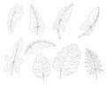 The leaves of tropical trees and lianas Royalty Free Stock Photo