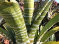 leaves of a tropical Zebra plant Royalty Free Stock Photo