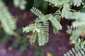 .Leaves of true indigo shrub in the summer garden