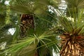 Leaves and trunk of a palm tree close-up. Large leaves of palm tree. Tropical texture Royalty Free Stock Photo