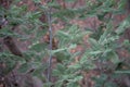 Leaves and trunks of young trees, acacia Corniger close-up Royalty Free Stock Photo