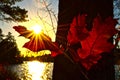 Leaves Turn Red During a Fall Sunset Royalty Free Stock Photo