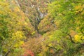 Leaves turning color in autumn in Naruko Gorge Royalty Free Stock Photo