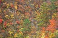 Leaves turning color in autumn in Naruko Gorge - Osaki, Miyagi, Japan Royalty Free Stock Photo