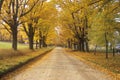 Leaves are turning yellow alongside a rural road in Peacham, Vermont