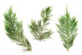 Leaves and twigs of cedar.White background.