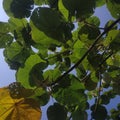 Leaves under the hot sun.Background
