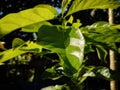 Leaves under morning sun light in the garden Royalty Free Stock Photo