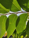 Leaves under sun , sun kissed leaves