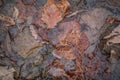 Leaves underwater in a creek Royalty Free Stock Photo