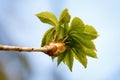 leaves unfold from a bud of a chestnut tree Royalty Free Stock Photo