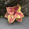 Leaves with unique and beautiful colors, red and yellow grow tucked into the rock