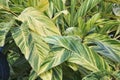 Leaves of the variegated Shell Ginger plant, Alpinia zerumbet Variegata Royalty Free Stock Photo
