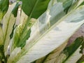 The leaves of the varigata lily are green and white Royalty Free Stock Photo