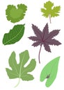 Leaves various