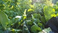 Leaves of various cabbage Brassicas plants in homemade garden plot in HD VIDEO.