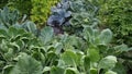 Leaves of various cabbage Brassicas plants in homemade garden plot in HD VIDEO.