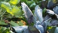 Leaves of various cabbage Brassicas plants in homemade garden plot in HD VIDEO.