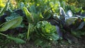 Leaves of various cabbage Brassicas plants in homemade garden plot in HD VIDEO.