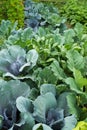 Leaves of various cabbage Brassicas plants in homemade garden plot. Vegetable patch with chard mangold, brassica, kohlrabi